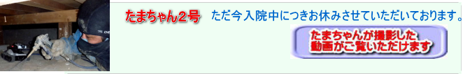 中京シロアリの秘密兵器たまちゃん